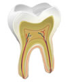 Endodontie Behandlung des Zahnnerves